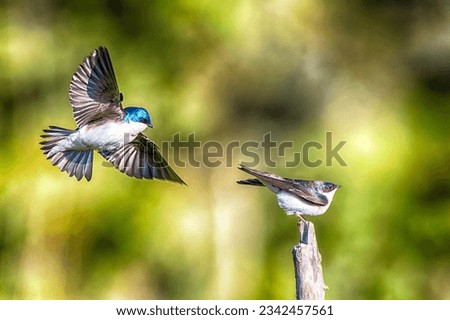 Two Tree Swallows Courting on a Spring Day