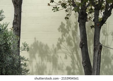 two tree trunks casting their shadow on a wall