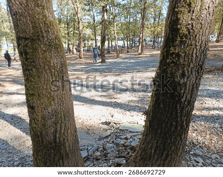 Two tree trunks frame a sun-dappled park area with people walking, gravel ground, and lush green foliage in the background, suggesting a tranquil outdoor leisure space.