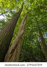 Two tree trunks reaching up to the canopy above. One is a twist of two separate trees with smooth bark. The other is a single straight trunk with rough bark.