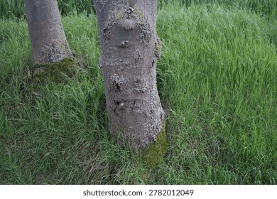 Two tree trunks stand in a grassy field. Their bark has moss and lichen patches. Lush green grass surrounds the bases. Ideal for nature or garden themes. Perfect for ecological projects