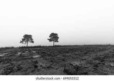 Two trees