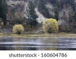 Two trees by the river.