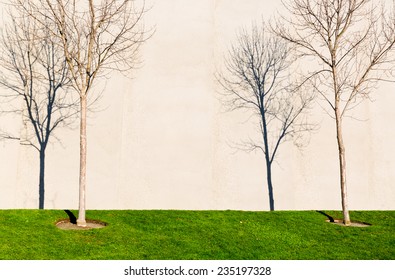 Two trees cast sharp shadows on a wall. Copy space.