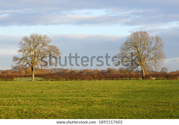 Two trees in a\
country landscape         