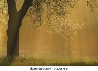 Two trees drenched in sunrays from early morning mist