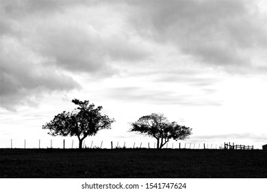 Two Trees, A Fence And A Cattle Crush In Silhouette