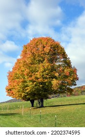 Two Trees, In A Field, Are Filled With The Yellow And Gold Of An Appalachian Mountain Autumn.  Mountains Can Be Seen In The Background.