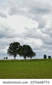 Two Trees in a Grassy Field