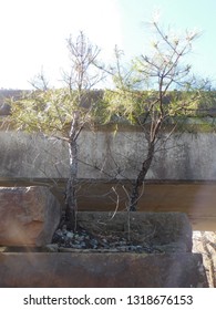 Two Trees Growing on Bricks 