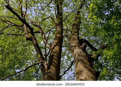 Two trees growing side by side, the beauty of nature, large trees, tree crowns view from below