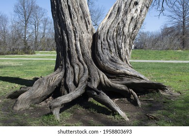 Two trees growing together with roots and trunks intertwined  - Shutterstock ID 1958803693