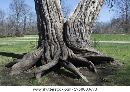 Two trees growing together with roots and trunks intertwined 