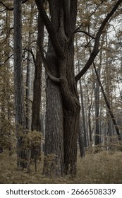 Two trees with intertwined trunks in the middle of the forest