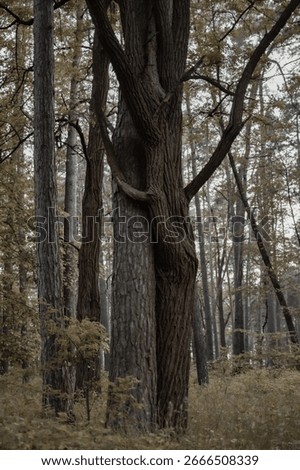 Two trees with intertwined trunks in the middle of the forest