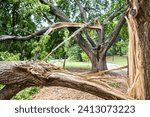 Two trees are splintered in half after a severe storm hit an Atlanta park the night before.