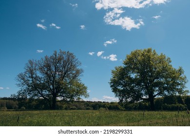 two trees stand in a field. one tree looks dry. The other tree is brighter.