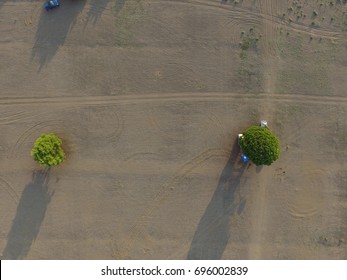 Two trees in the sunset