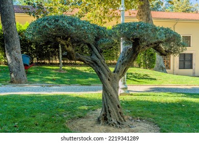 Two Trees Twisted Together And Growing As One In Public Park.