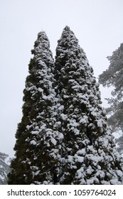 two trees in the winter