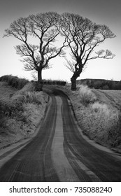 Two trees in winter