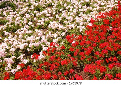 two triangles of red and white flowers