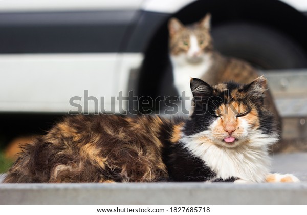 Two tricolor cats are sitting on a car trailer.\
One stray cat is unhappy and sticks out its tongue. Animals\
homeless outdoors