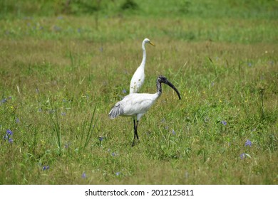 Two Triggers In  The Paddy Fiels In Sri Lnka .
Capture At Galle , Sothern Province In Sri Lanka On January  26 In 2021