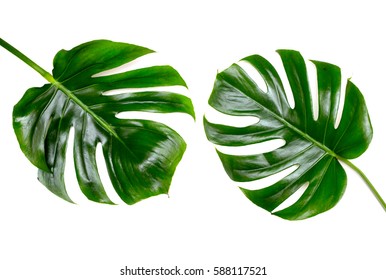 Two Tropical Jungle Monstera Leaves Isolated