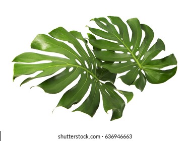 Two Tropical Jungle Monstera Leaves Isolated, Swiss Cheese Plant, Isolated On White Background, With Clipping Path