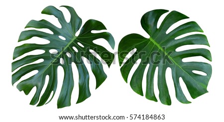 Two Tropical jungle Monstera leaves isolated, Swiss Cheese Plant, isolated on white background