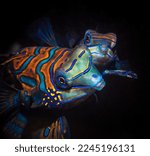 Two tropical mandarin fish swim on a black background at night by the light of a lantern. Night diving in the Pacific Ocean. Fauna of the marine reserve. Inhabitants of the marine aquarium