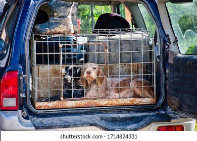 dog crate back of suv