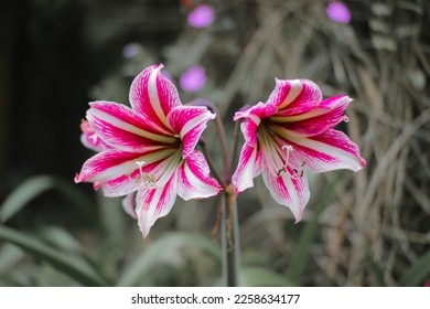 Two trumpet flowers a combination of white and pink, Suitable for dekstop background. The picture was taken at Tenggir Park, Karanganyar Regency, Central Java, Indonesia. - Shutterstock ID 2258634177