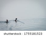 Two tufted ducks swimming in the water, protected bird species, protected nature area, travel location, Dutch wildlife, beautiful little bird, volgermeerpolder Amsterdam