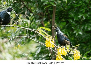 Two tui birds (Prosthemadera novaeseelandiae) singing at each other on a kowhai tree - Powered by Shutterstock