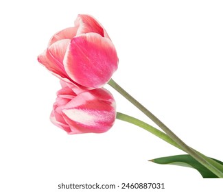 Two tulip flowers isolated on a white background - Powered by Shutterstock