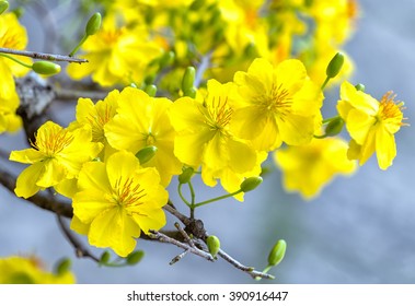 Two tulips pointing at the sky next to the forest yellow tulips symbolizing glory like the flower in the wild beauty