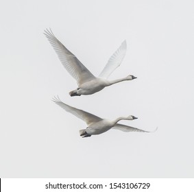 Two Tundra Swans Flying In Unison Together