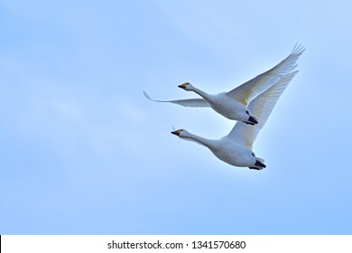 Two Tundra swans (Kohakucho) are flying happily  - Powered by Shutterstock