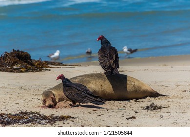 Two turkey vultures (Cathartes aura) eating dead harbor seal (Phoca vitulina) on the sandy beach of Pacific ocean in Marina, Monterey county, California - Shutterstock ID 1721505844
