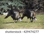 Two Turkeys