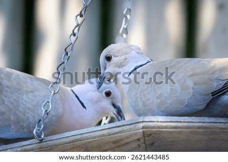 Two Turkish turtle doves sitting on a bird food standard. 