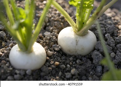 Two Of Turnip Buried In A Field.