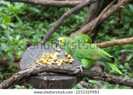 Two Turquoise-fronted amazon, blue-fronted parrots (
