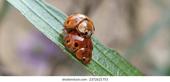 Two turtle beetles mating on  flower branch in morning, shot with macro and landscape mode.  - Powered by Shutterstock