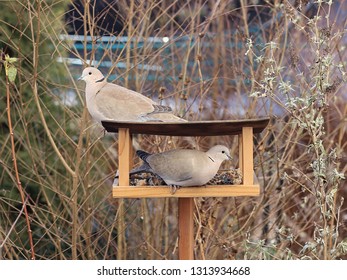 Two Turtle Doves In The Garden