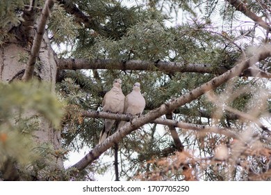 Two Turtle Doves Like A Love Couple