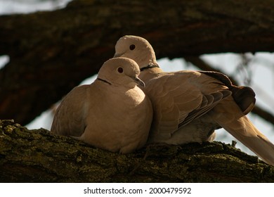 Two Turtle Doves In Love