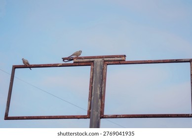 Two turtle doves perched on an iron pole